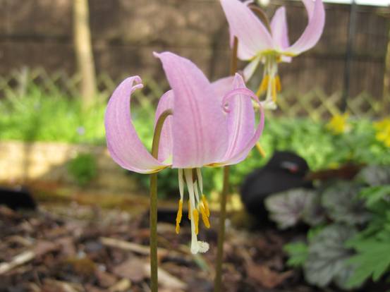 Judy's Snowdrops - Erythronium revolutum "Pink Beauty"